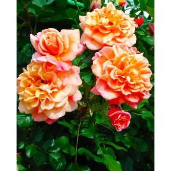 Саженец Роза Алоха (Плетистая), 1 шт, Весна 2024