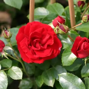 Саженец Роза "Амадеус", туба, Весна 2025