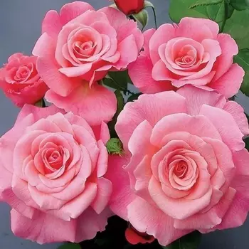 Саженец Роза "Амстердам пинк", туба, Весна 2025