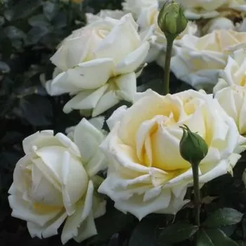 Саженец Роза Анастасия (Чайно-гибридная), 1 шт, Весна 2024