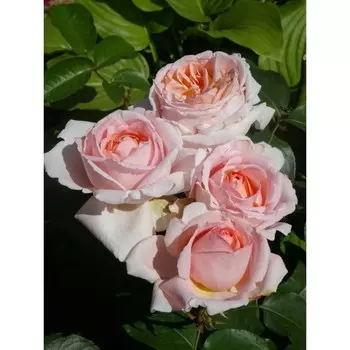 Саженец Роза Андре ле Нотр (Чайно-гибридная), 1 шт, Весна 2024