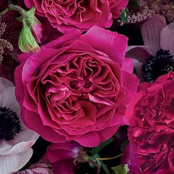 Саженец Роза английская чайно-гибридная "Кейт", туба, 1 шт, Весна 2025
