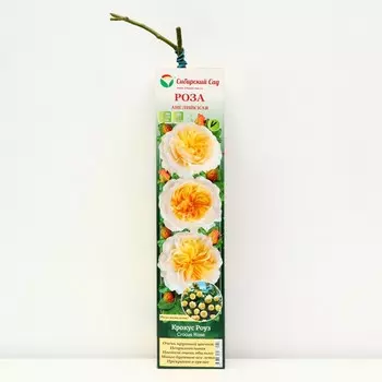 Саженец Роза Английская "Крокус Роуз" 1 шт, Весна 2023