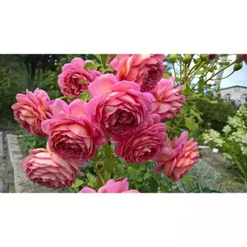 Саженец Роза английская парковая "Джубили Селебрейшен", туба, 1 шт, Весна 2025