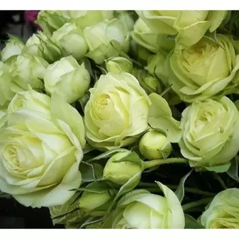 Саженец Роза Аннакира (Спрей), 1 шт, Весна 2024