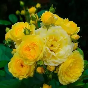 Саженец Роза "Анни Дюпрей", туба, Весна 2025