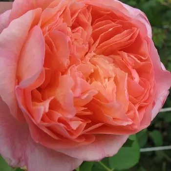 Саженец Роза "Анри Дельбар", туба, Весна 2025