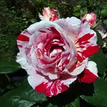 Саженец Роза "Анри Матисс", туба, Весна 2025