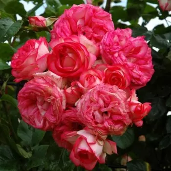 Саженец Роза Антик (Плетистая), 1 шт, Весна 2024