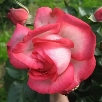 Саженец Роза "Антик", туба, Весна 2025