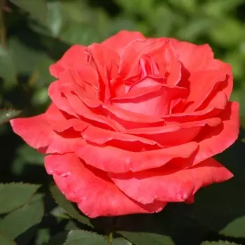 Саженец Роза "Анжелика", туба, Весна 2025