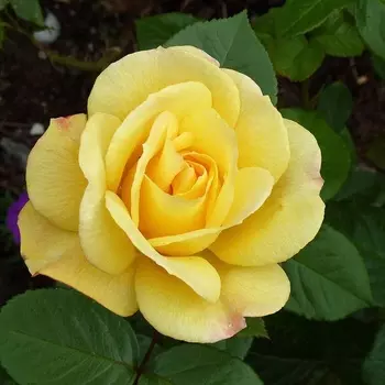 Саженец Роза "Артур Белл", туба, Весна 2025