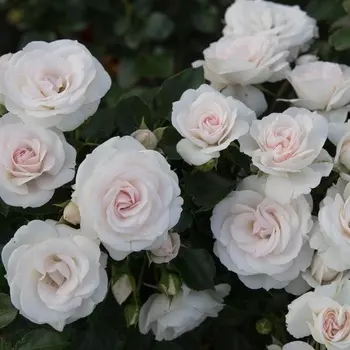 Саженец Роза "Аспирин", туба, Весна 2025