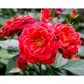 Саженец Роза Аустрина (Почвопокровная), 1 шт, Весна 2024