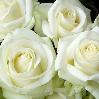 Саженец Роза Аваланж (Чайно-гибридная), 1 шт, Весна 2024