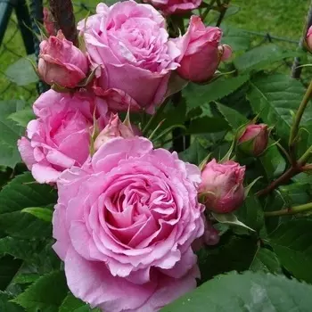 Саженец Роза "Бьенвеню", туба, Весна 2025