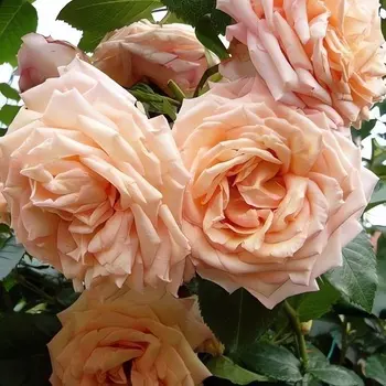 Саженец Роза "Барок", туба, Весна 2025