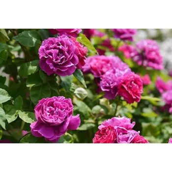 Саженец Роза Барон Жиро де Лен (Шраб), 1 шт, Весна 2024