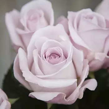 Саженец Роза "Баунти Вей", туба, Весна 2025