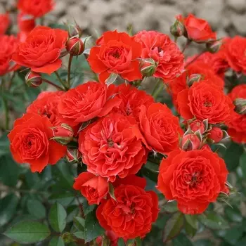 Саженец Роза "Бейби Баккара", туба, Весна 2025