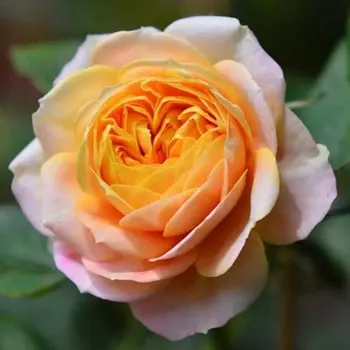 Саженец Роза "Бейби романтика", туба, Весна 2025