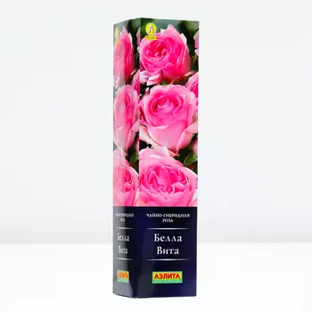 Саженец Роза Белла Вита, 1 шт, Весна 2024