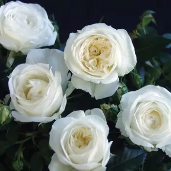 Саженец Роза Белый Медведь (Чайно-гибридная), 1 шт, Весна 2024