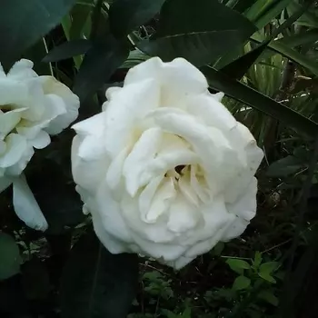 Саженец Роза "Белый медведь", туба, Весна 2025