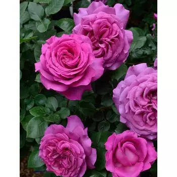 Саженец Роза Биг Пурпл (Чайно-гибридная), 1 шт, Весна 2024