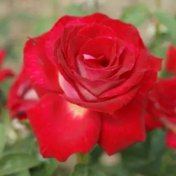 Саженец Роза "Биколетте", туба, Весна 2025