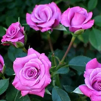 Саженец Роза "Билона", туба, Весна 2025