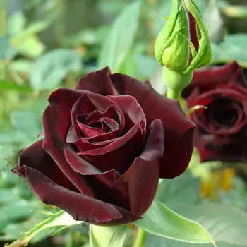 Саженец Роза "Блэк Баккара", туба, Весна 2025