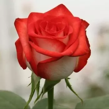 Саженец Роза "Блаш", туба, Весна 2025