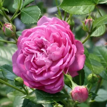 Саженец Роза "Блю бой", туба, Весна 2025