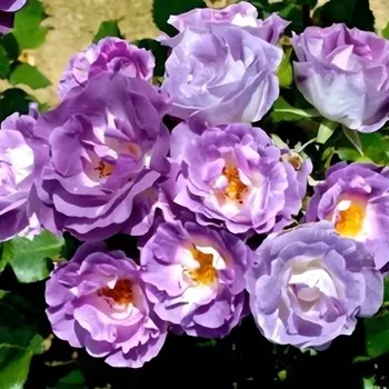 Саженец Роза "Блю Фор Ю", туба, Весна 2025