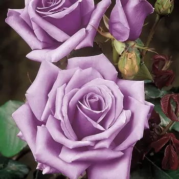 Саженец Роза "Блю мун", туба, Весна 2025