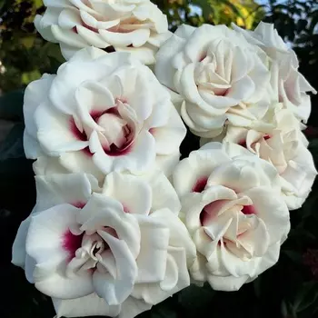 Саженец Роза "Брайдсайд", туба, Весна 2025