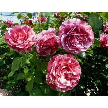 Саженец Роза Брауни (Плетистая), 1 шт, Весна 2024