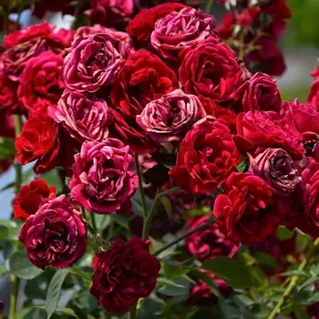 Саженец Роза "Брауни", туба, Весна 2025