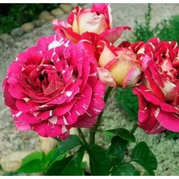 Саженец Роза Брызги Шампанского (Чайно-гибридная), 1 шт, Весна 2024