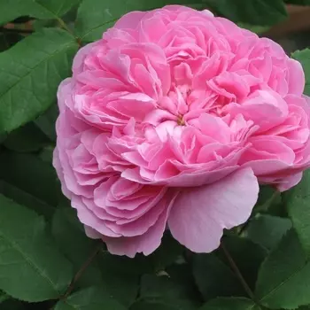 Саженец Роза "Центифолия Мускоза", туба, Весна 2025