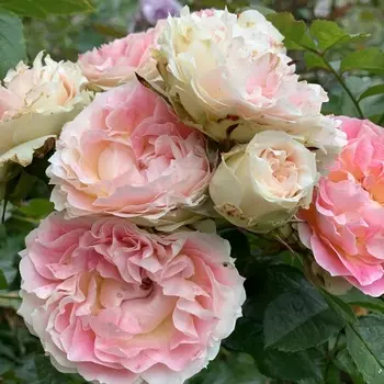 Саженец Роза "Цезарь", туба, Весна 2025