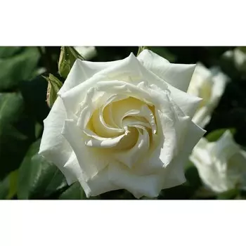 Саженец Роза Чайно-гибридная Бьянка, 1 шт, Весна 2025