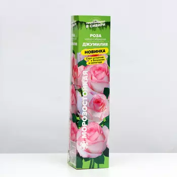 Саженец Роза Чайно-гибридная Джумилия, 1 шт, Весна 2024