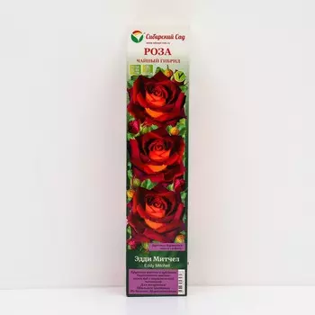 Саженец Роза Чайно-гибридная "Эдди Митчел" 1 шт, Весна 2024