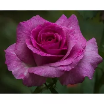 Саженец Роза Чайно-гибридная Вайолет парфюм, 1 шт, Весна 2024