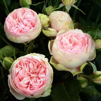 Саженец Роза "Чарминг Пиано", туба, Весна 2025