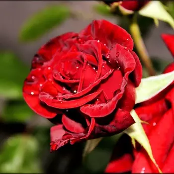 Саженец Роза "Черная Магия", туба, Весна 2025