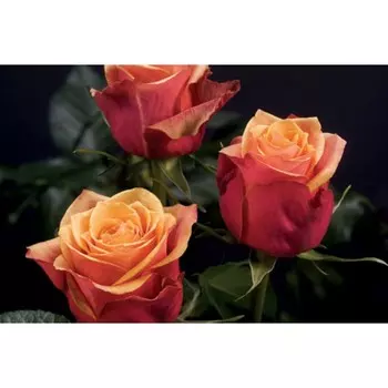 Саженец Роза Черри Бренди (Чайно-гибридная), 1 шт, Весна 2024