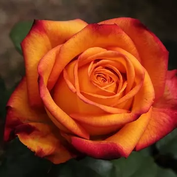 Саженец Роза "Черри бренди", туба, Весна 2025